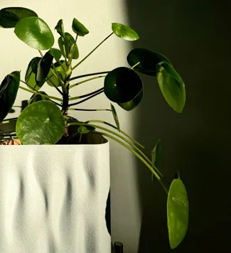 Planter Phyto