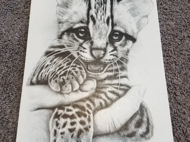 Gray Kitten