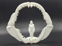 Mâchoire de mégalodon à taille humaine — photo 2