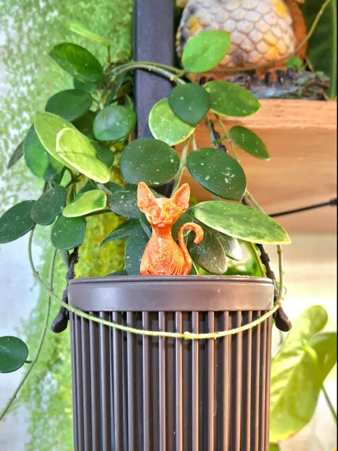 Planter_pin_cat_sphynx view 2
