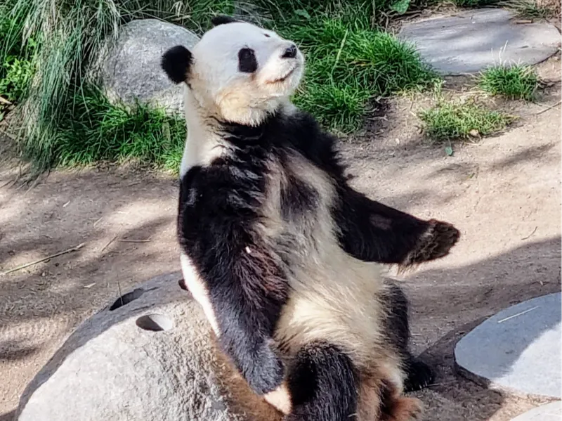 Panda