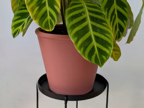 https://makerworld.bblmw.com/makerworld/model/US81a0e73edd1197/design/2025-08-07_28eb5c95fd5e68.jpg