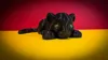 color version - 0.2mm layer, 6 walls, 8% infill