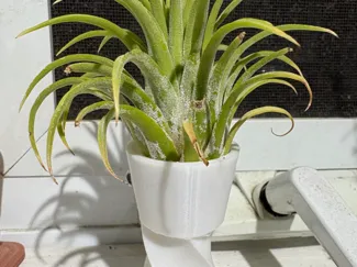 Air Plant Twisted Pot
