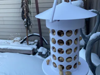 Whole Peanut Bird House