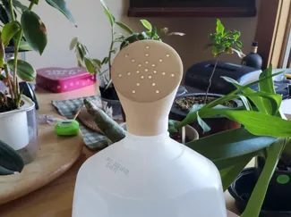 Milk Jug Watering Rosette