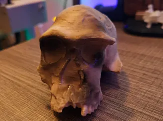 Homo Habilis