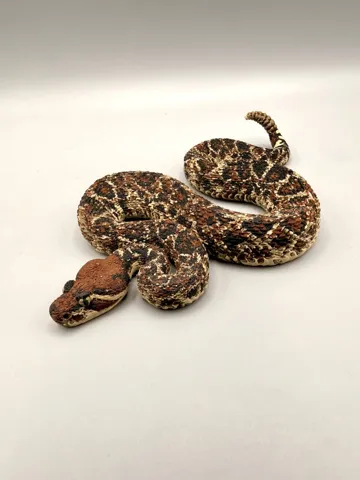 Modelo para impresión 3D: Rattlesnake — vista de referencia 4