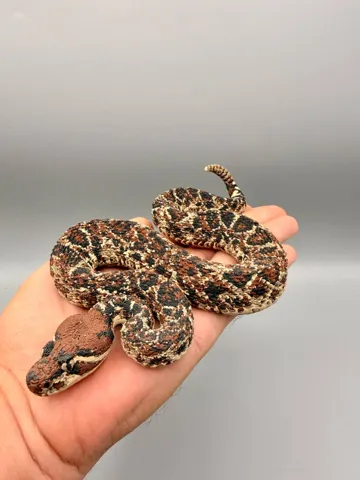 Modelo para impresión 3D: Rattlesnake — vista de referencia 3