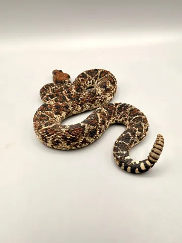 Modelo para impresión 3D: Rattlesnake — vista de referencia 5
