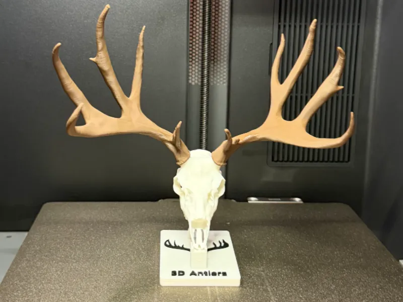213" Mule Deer Buck - Mexico Tank