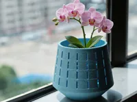 花盆主体与托盘,已分盘