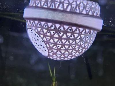 betta fish resting float