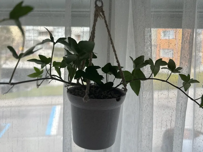 Hang-Up Pot