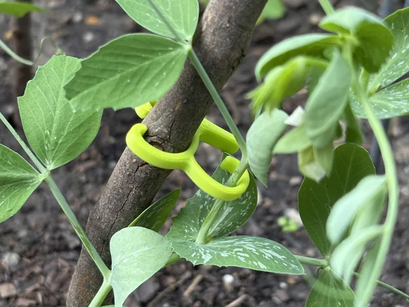 Plant Support Clip