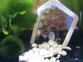 Fish Hide