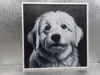Coton de Tulear_170x170_A1