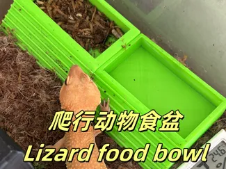 爬行动物食盆