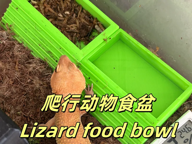 爬行动物食盆