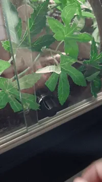 Bouchon de porte vitrée de remplacement pour terrarium — photo 4