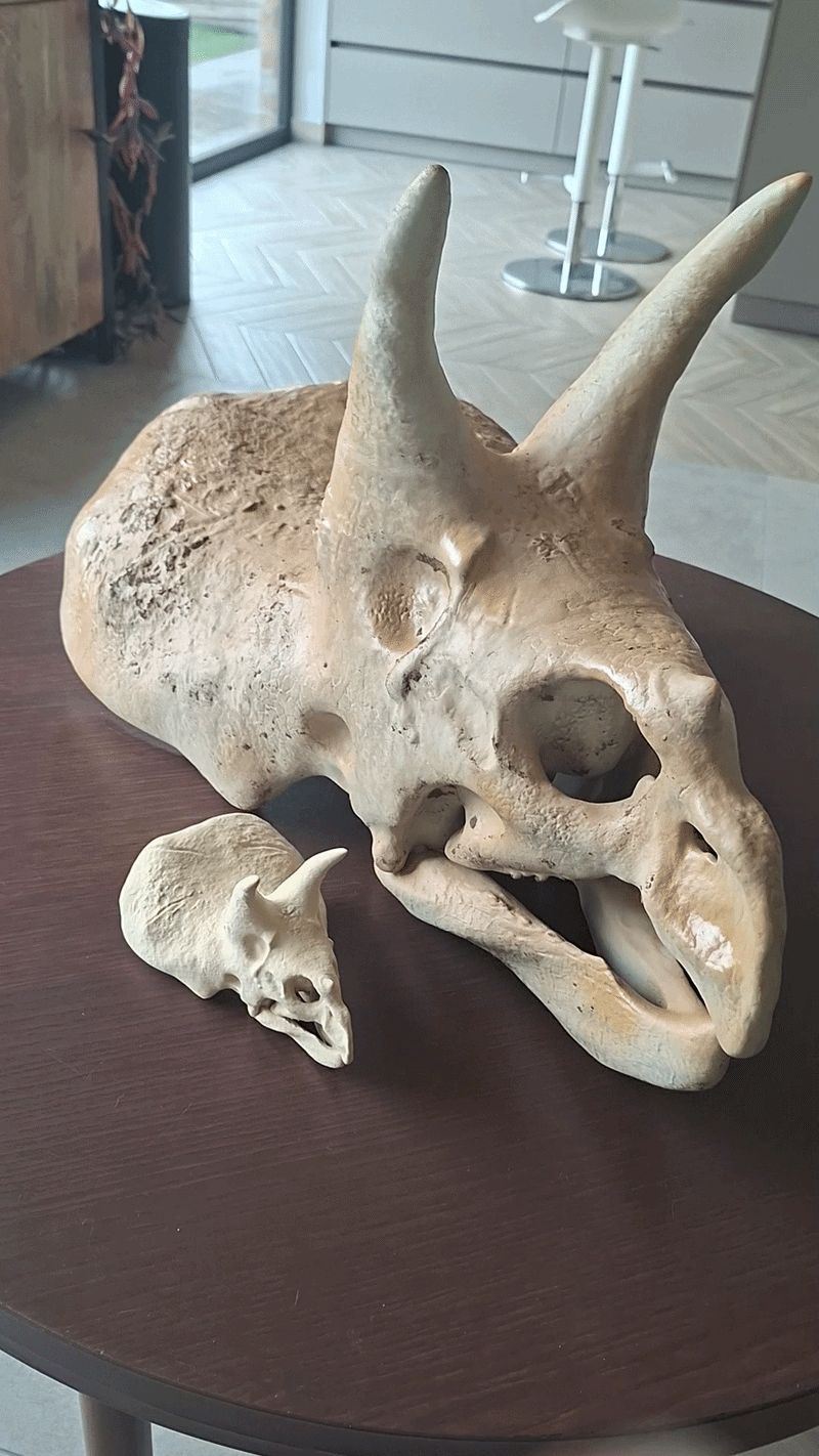 triceratops skull - A1 mini