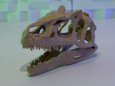 Allosaurus Skull (10-26 Grams)