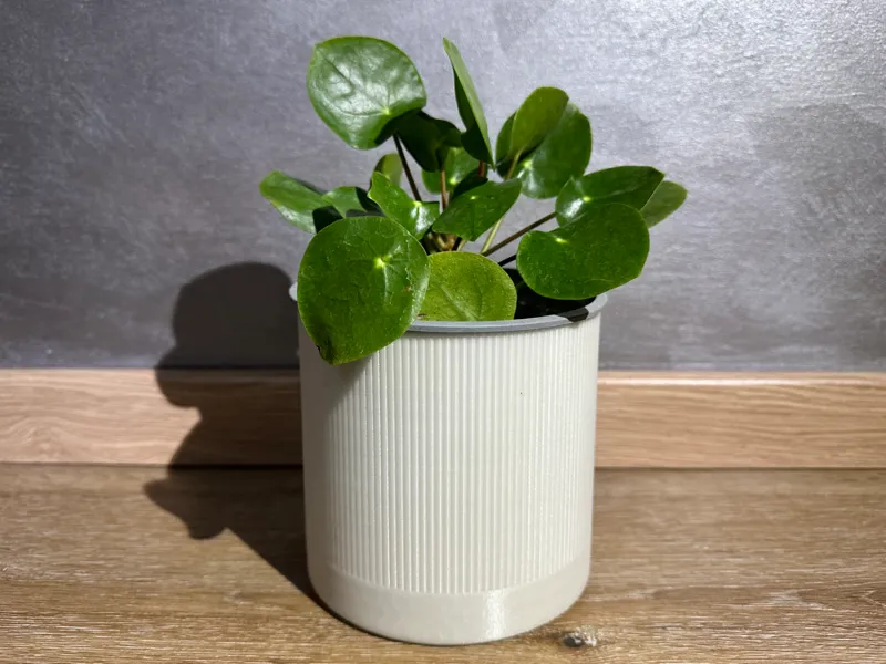 Vase Ikea Gradvis