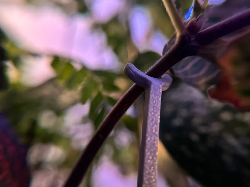 Stake for house plants