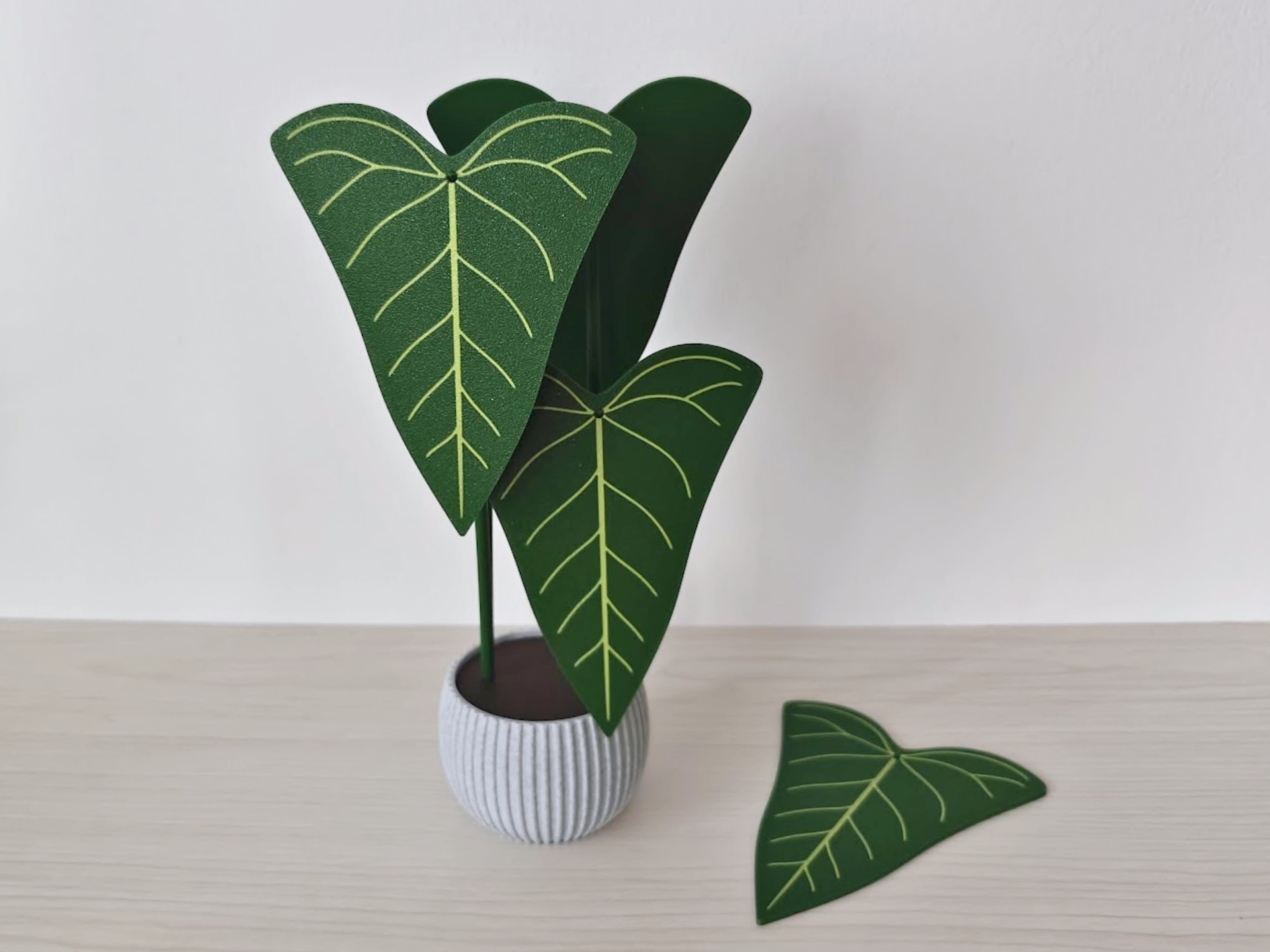 Anthurium Delta Force coaster set 3D model