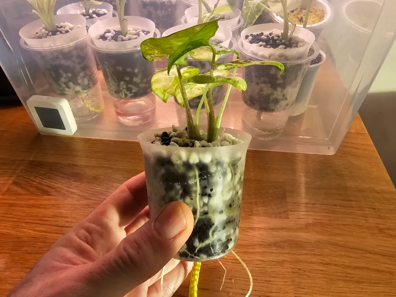Self-Watering Alocasia Propagation Cup with Wick