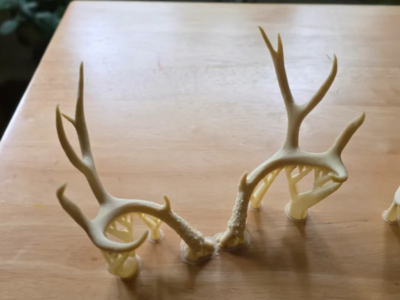 Mule Deer Antler Set - BAS Skulls