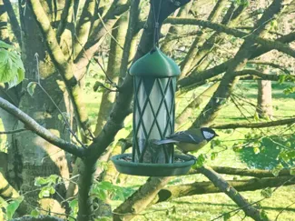 Birdfeeder Spring Edition