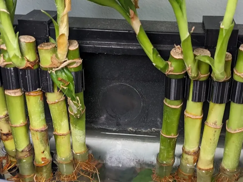 Rimmed Aquarium Plant / Bamboo Clip