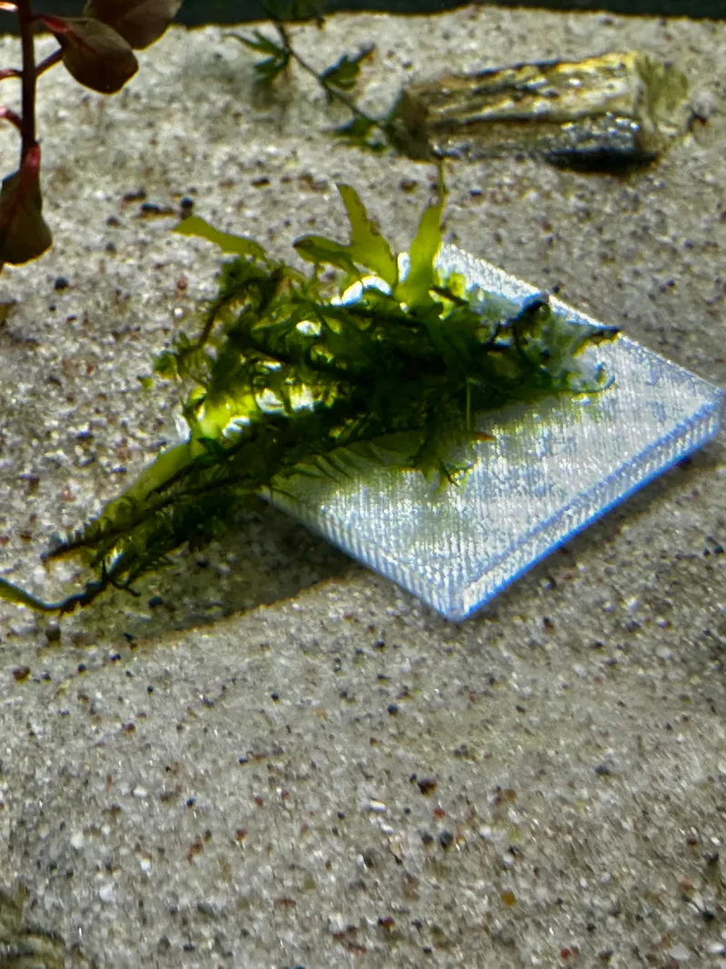 Mounting plate for moss and plants in an aquarium