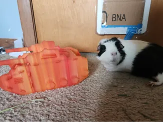 Pig tank