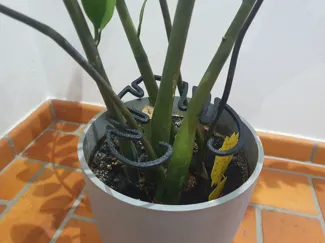 Plant clip