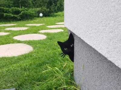 Peeking Cat Decoration