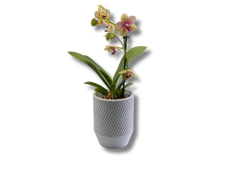 Plant Pot with internal raised drip tray V2