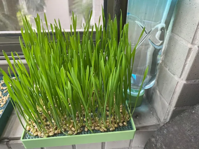 自动蓄水猫草盆