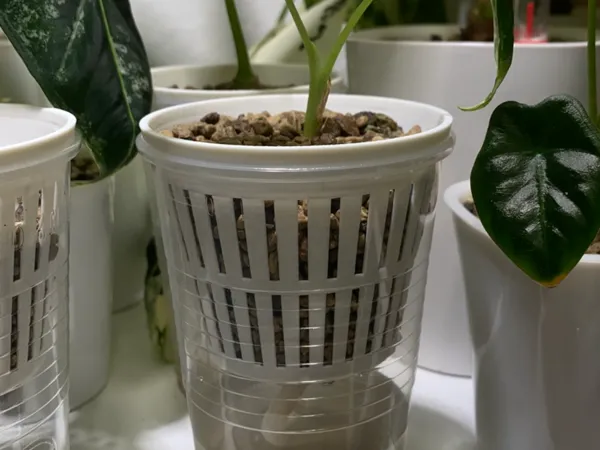 https://makerworld.bblmw.com/makerworld/model/US837892ab90dfb5/design/676f27f07947b5fa.jpeg