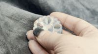More spinny (0.2mm layer, 2 walls, 20% infill)