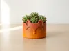 100mm Fox Basket – Standard Use