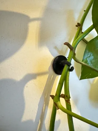 Wall Hook (for plants)