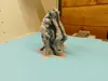 0.08mm layer, 2 walls, 15% infill