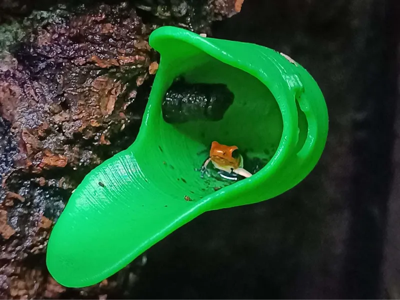 Dart Frog Pool