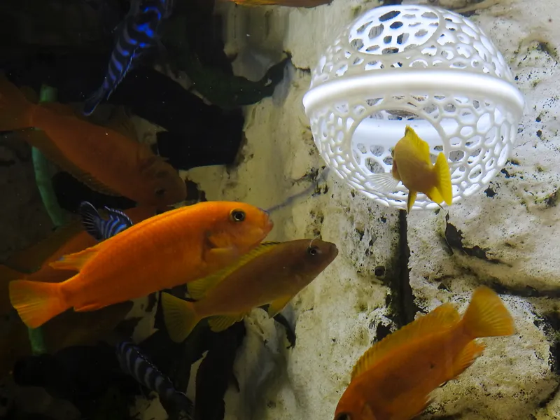 Floating fish cave and feeding point