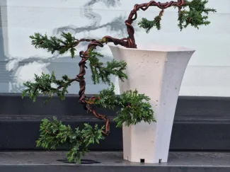Bonsai pot - cascade
