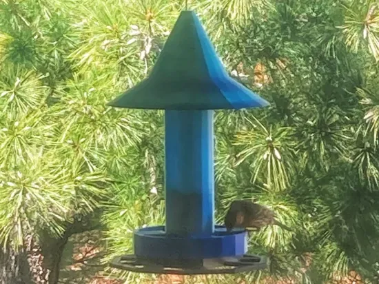 Squirrel-Proof Bird Feeder