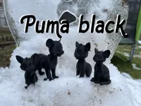 Famille de pumas miniature — photo 2