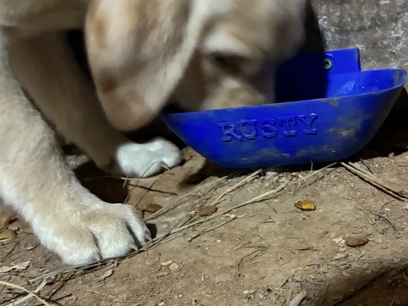 dogfood bowl